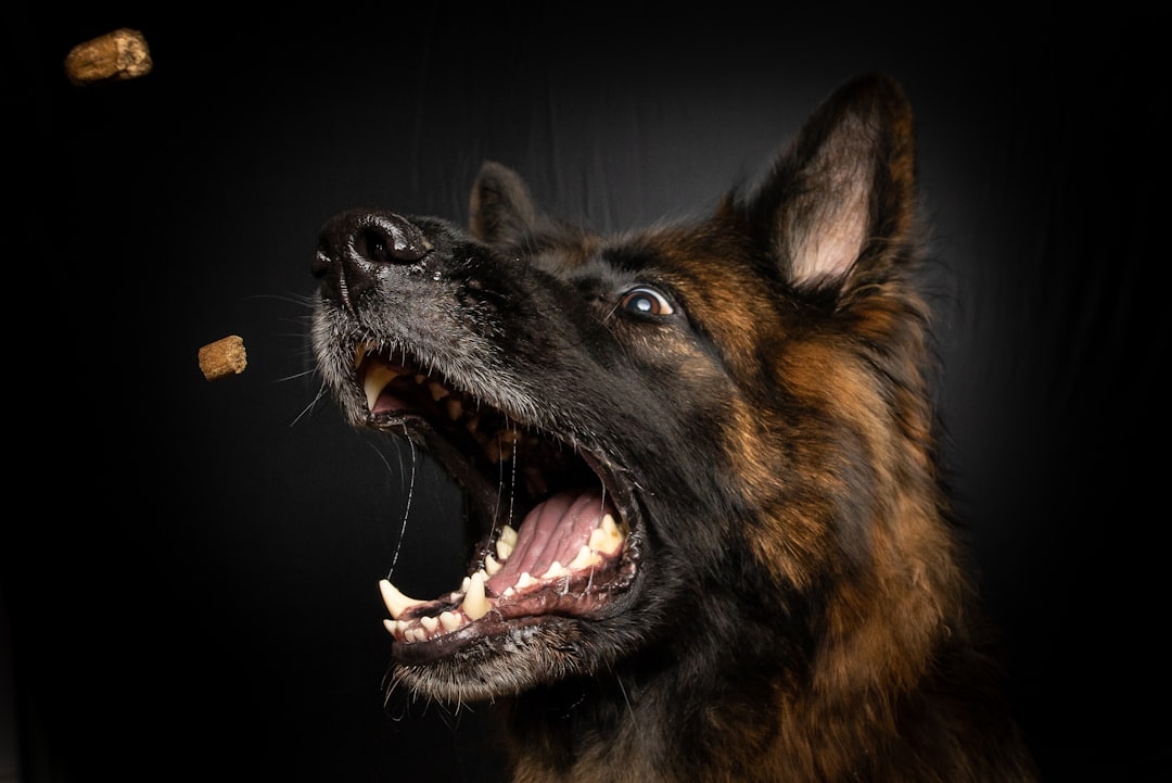 Optimizing Pet Nutrition for Health and Longevity